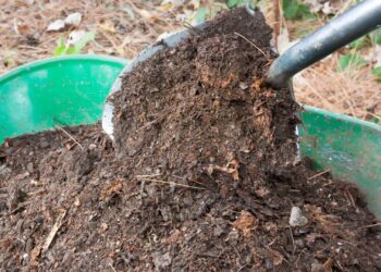 Adubo de verdade, nem produto químico: o que suas plantas realmente precisam