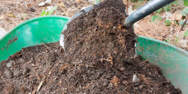 Adubo de verdade, nem produto químico: o que suas plantas realmente precisam