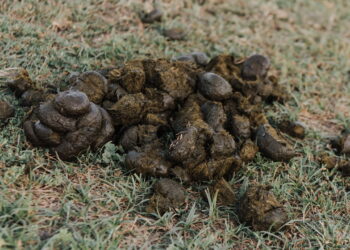 Nem adubo industrial, nem químico caro: essa solução orgânica turbina suas plantas