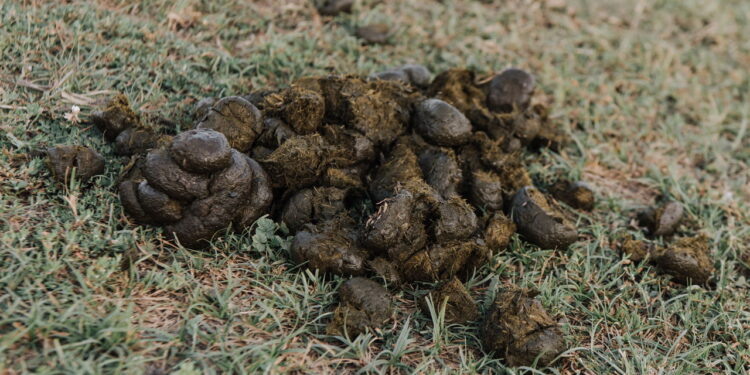 Nem adubo industrial, nem químico caro: essa solução orgânica turbina suas plantas
