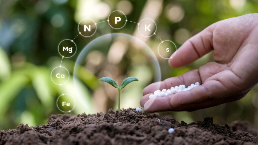 Nem adubo industrial, nem químico caro: essa solução orgânica turbina suas plantas