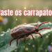 As plantas que afastam os carrapatos e protegem seus pets