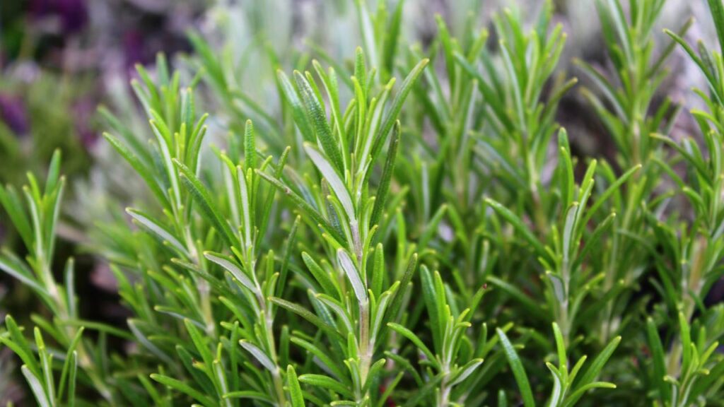 Aromática e um excelente repelente natural: esta planta ajuda a afastar os insetos