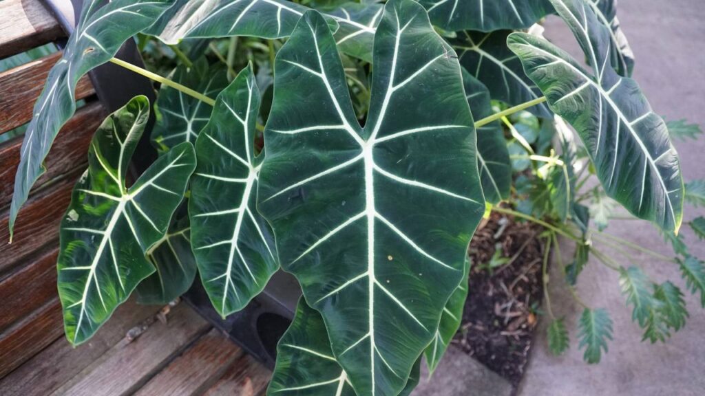 Afaste besouros do seu jardim com essas plantas de folhas largas