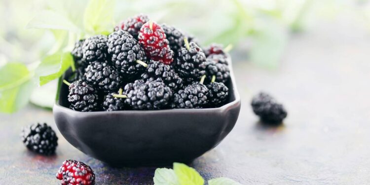 Como cultivar amora em vaso e colher frutas saborosas