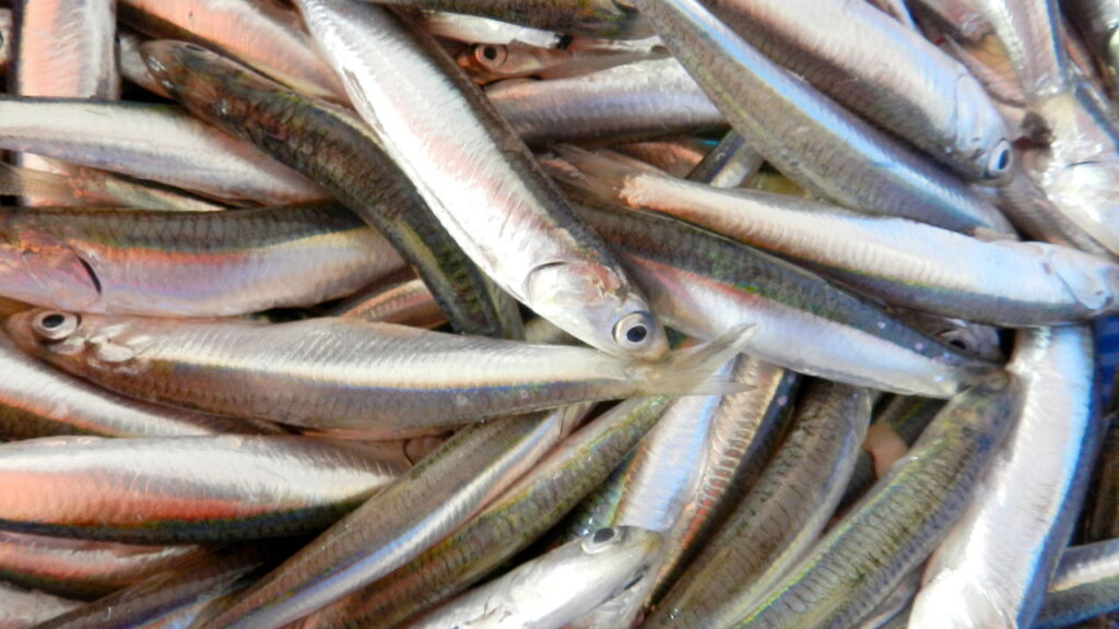 Nem cavalinha, nem sardinha: esse é o peixe mais saudável para consumir