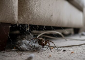 Como evitar que aranhas se escondam atrás de móveis
