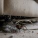 Como evitar que aranhas se escondam atrás de móveis