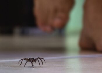 Essa plantinha pode manter sua casa livre de aranhas na primavera