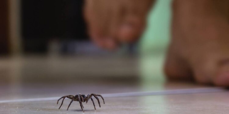 Essa plantinha pode manter sua casa livre de aranhas na primavera