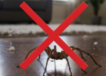 Diga adeus às aranhas com estas plantas lindas e repelentes