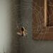 Afaste as aranhas de casa sem precisar matar e de forma natural