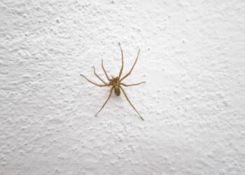 O que significa quando aranhas aparecem dentro de casa?