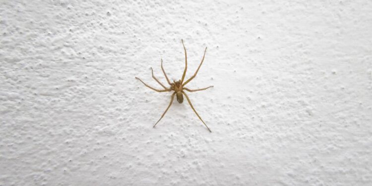 O que significa quando aranhas aparecem dentro de casa?