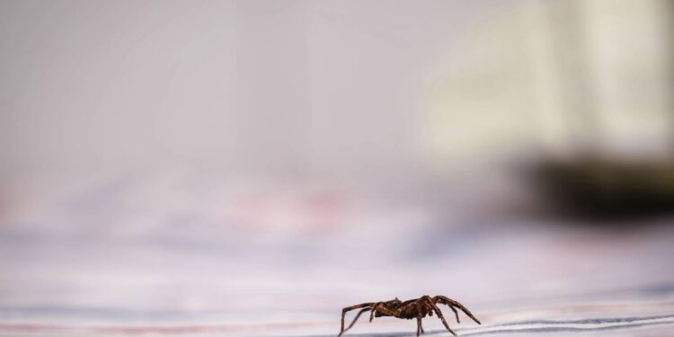 Essa técnica simples está acabando com as aranhas nas cozinhas