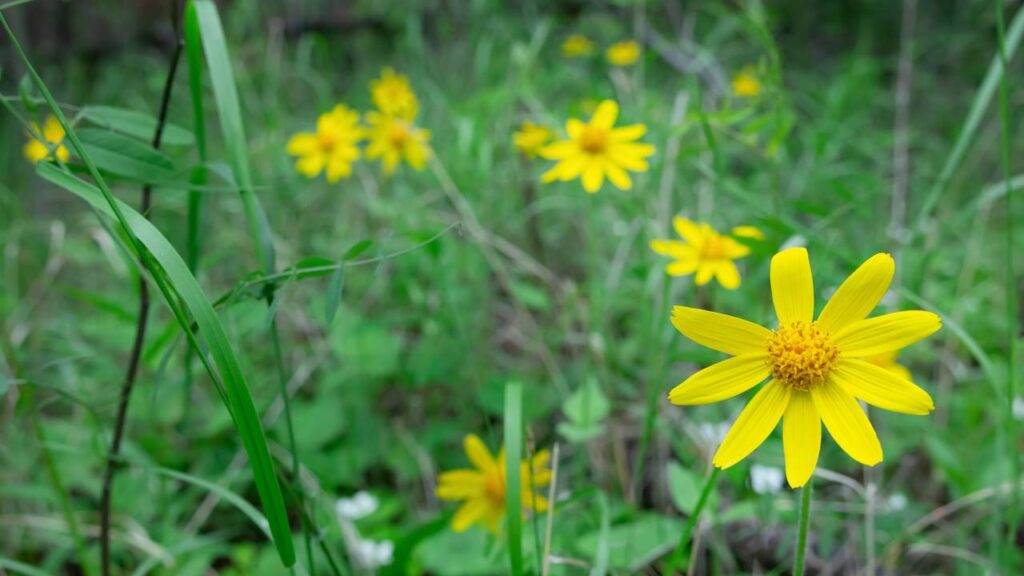 Diga adeus às dores musculares de forma natural com estas ervas medicinais