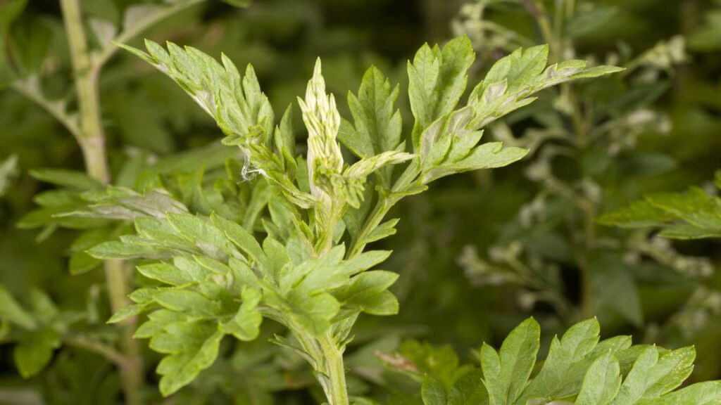 Seu jardim pode ficar livre de lesmas com a ajuda dessas plantas