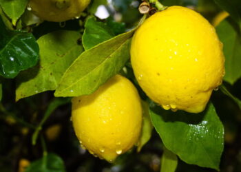 Como usar café no limoeiro para deixá-lo mais forte e cheio de frutos