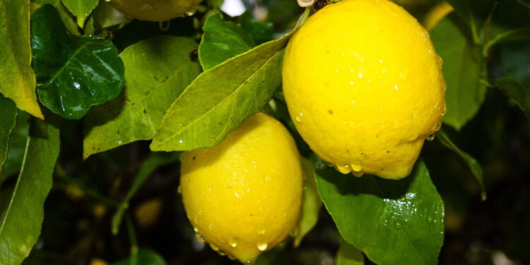 Como usar café no limoeiro para deixá-lo mais forte e cheio de frutos