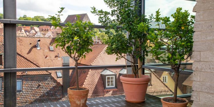 Como cuidar de uma árvore de limão em vasos pequenos