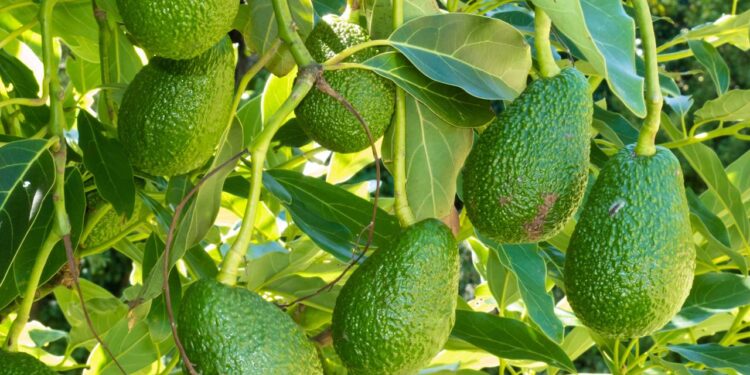 Com que frequência você deve regar um abacateiro para ter abacates grandes e cheios de sabor