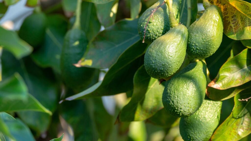 Com que frequência você deve regar um abacateiro para ter abacates grandes e cheios de sabor