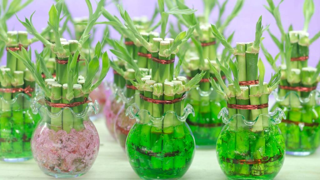 Plantas que ajudam na meditação, segundo Feng Shui