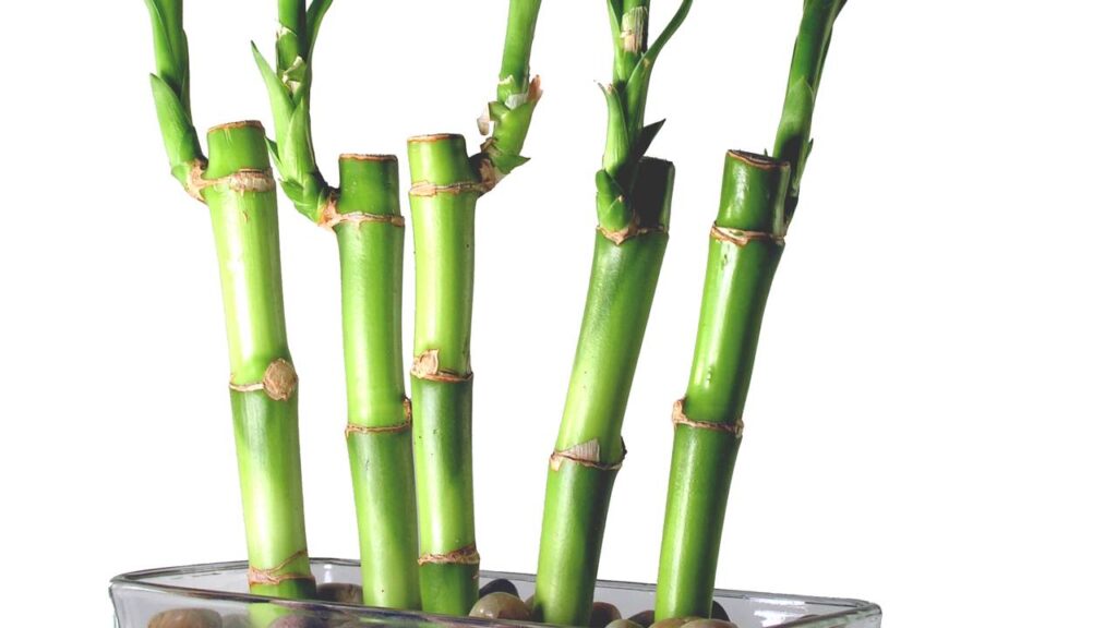 Este signo precisa ter bambu da sorte em casa para prosperar financeiramente