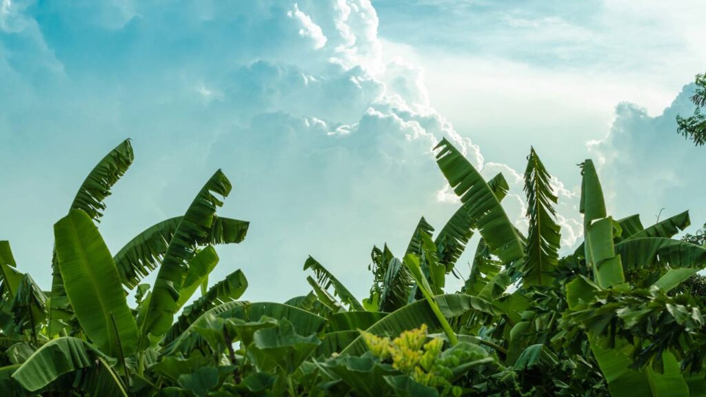 As 3 plantas que atraem cobras e não devem estar no quintal