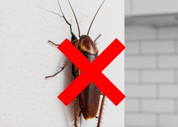 Truque para vedar frestas e impedir a entrada de baratas