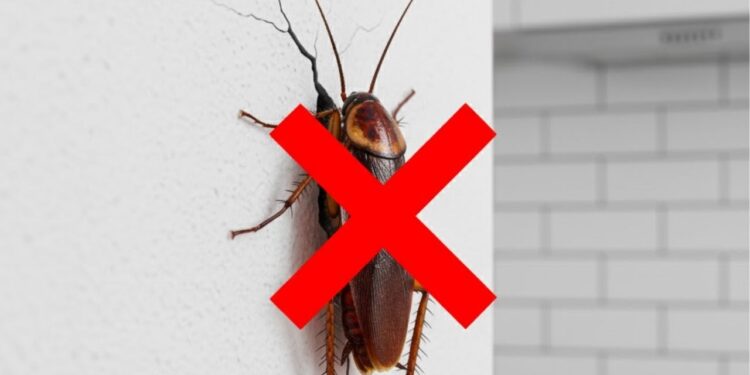 Truque para vedar frestas e impedir a entrada de baratas