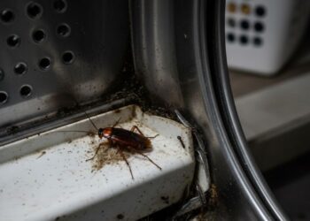 Elimine naturalmente os odores e os insetos da máquina de lavar