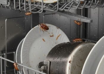 Acabe com as baratas no lava‑louças usando este ingrediente de cozinha
