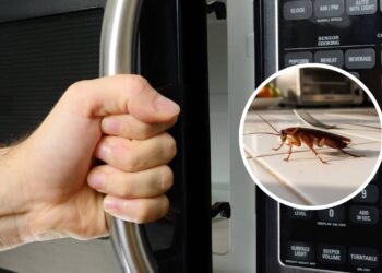 Este erro comum no micro-ondas pode atrair pragas para dentro de casa