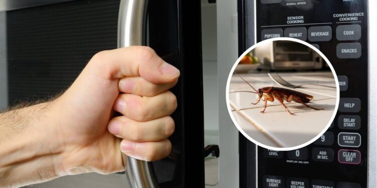 Este erro comum no micro-ondas pode atrair pragas para dentro de casa