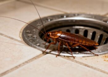 Este item impede baratas de subirem pelo ralo da sua casa