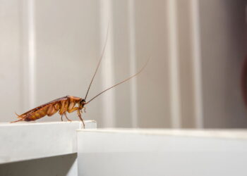 Banheiro com pragas costuma ter esses sinais que muita gente ignora