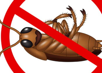 Banheiro sem mofo nem insetos com limpeza simples e eficazes