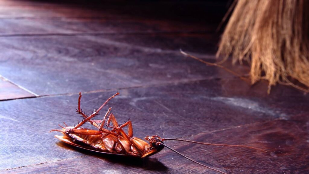 Como eliminar baratas da cozinha com soluções seguras e eficazes