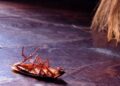 Veja como iscas para baratas eliminam infestações na cozinha
