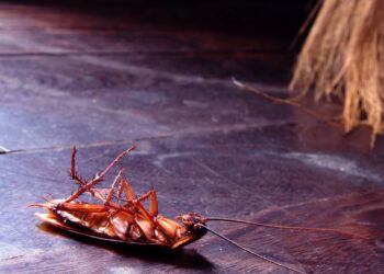 Veja como iscas para baratas eliminam infestações na cozinha