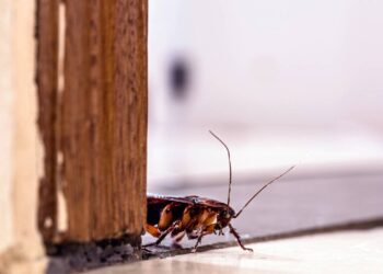 Uma única folha elimina baratas de forma natural, segura e sem esforço
