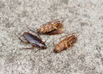 Mantenha as baratas longe com dois itens simples da cozinha