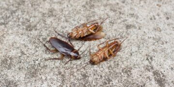 Mantenha as baratas longe com dois itens simples da cozinha