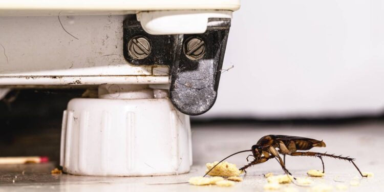 Como evitar que insetos se escondam atrás da geladeira com truques rápidos