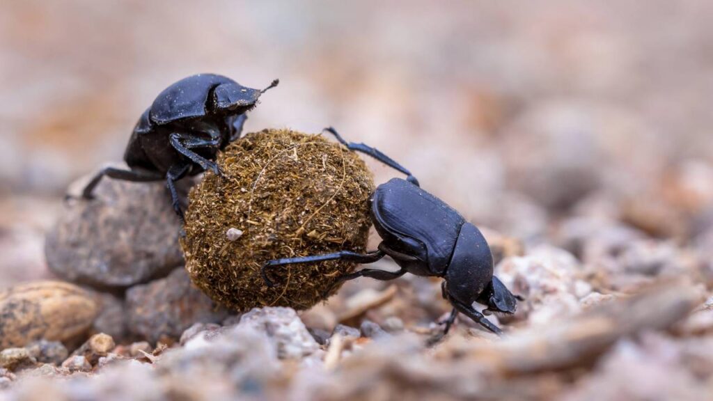 Os principais sinais de infestação em móveis e oque fazer para eliminá-las