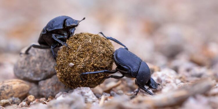 Identifique besouros em móveis e aprenda como eliminar corretamente