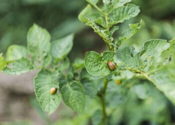 Afaste besouros do seu jardim com essas plantas de folhas largas