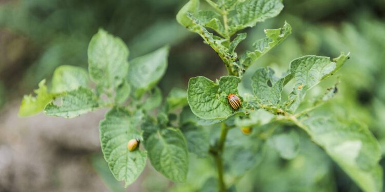Afaste besouros do seu jardim com essas plantas de folhas largas