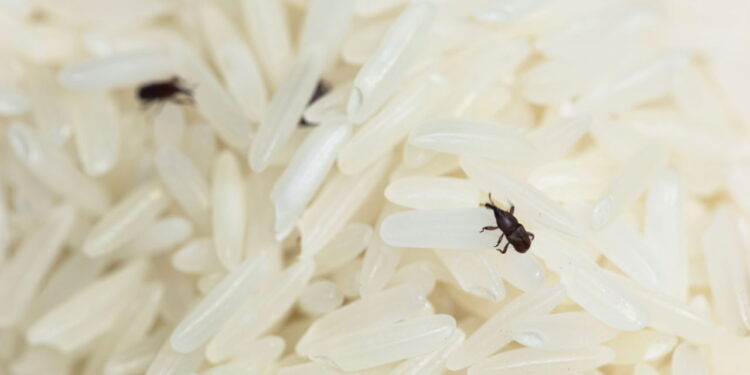 Bichinhos no arroz, o que são e como eliminá-los rapidamente